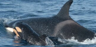 Orcas en el Atlántico