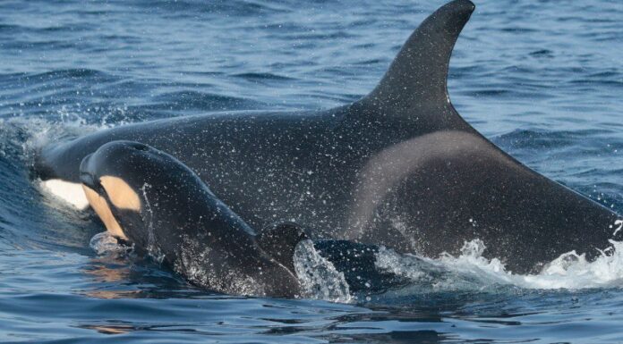 Orcas en el Atlántico