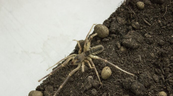 Araña camello