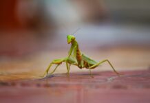 La Mantis Religiosa