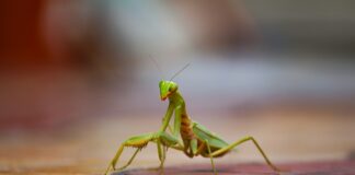 La Mantis Religiosa