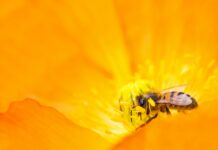 Las abejas, vitales para los humanos