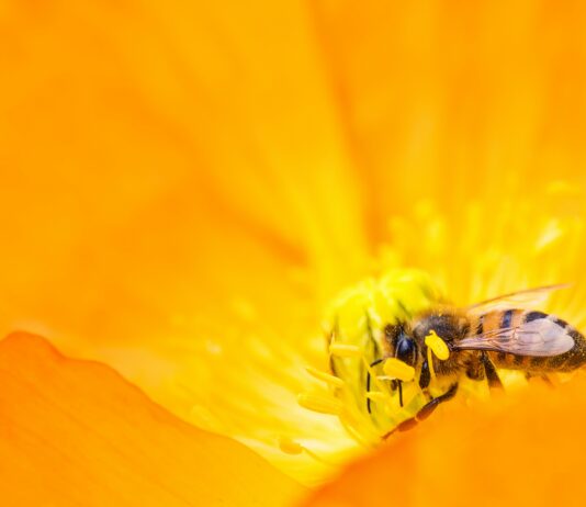 Las abejas, vitales para los humanos