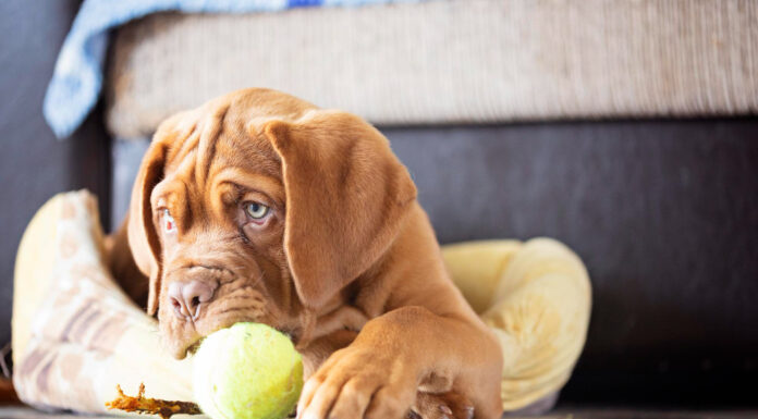 Productos ecológicos para cuidar a tu mascota