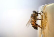 Abejas. Abeja reina