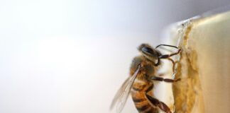 Abejas. Abeja reina