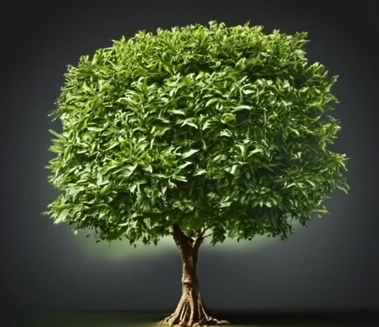 El laurel de Bécquer. Árbol de laurel