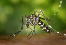 Mosquito Tigre
