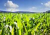 Sensores inteligentes para un cultivo más eficiente
