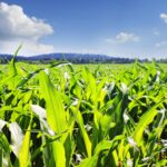 Sensores inteligentes para un cultivo más eficiente