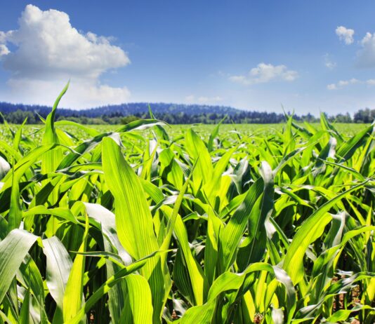 Sensores inteligentes para un cultivo más eficiente
