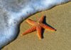 Estrellas de mar