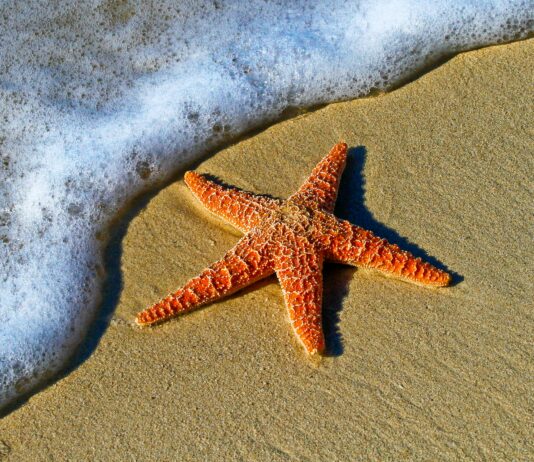Estrellas de mar