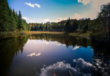 Rewilding: Restaurando la naturaleza