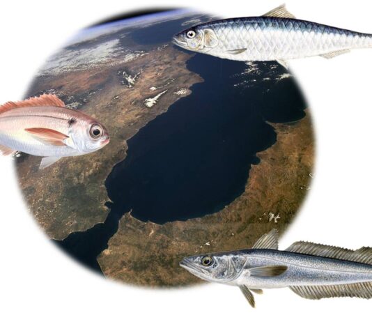 Proyecto TRANSBORAN, Conectividad y gestión sostenible de especies marinas en el mar de Alborán