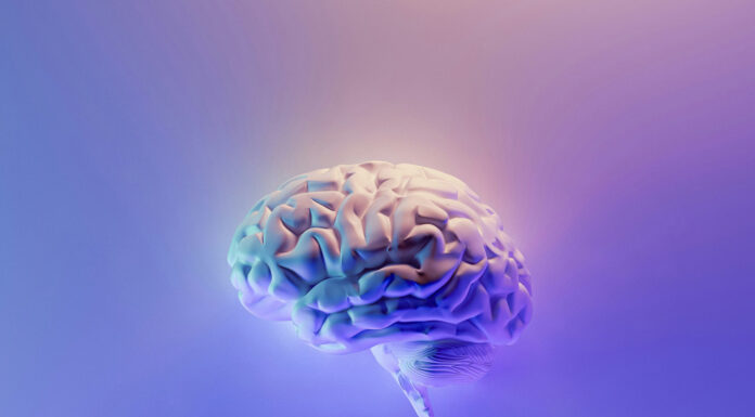 El cerebro humano