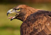 Águila imperial ibérica (Aquila Adalberti)