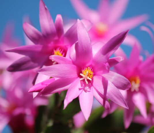 Cactus de Navidad, Schlumbergera