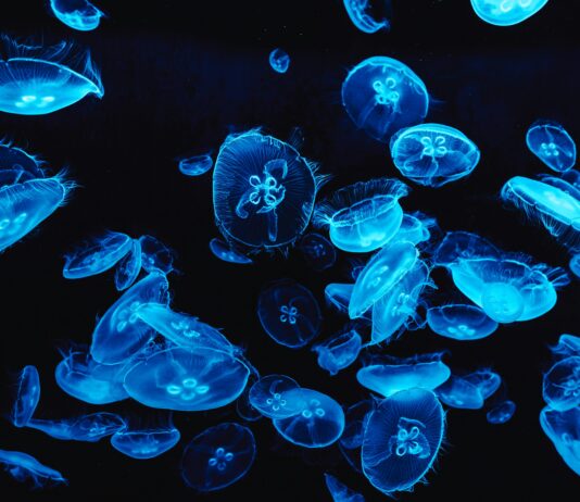 Medusas bBioluminiscentes. Fenómenos naturales