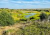 Reserva Natural Dehesa de Abajo. Mejora ambiental de Doñana