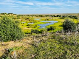 Reserva Natural Dehesa de Abajo. Mejora ambiental de Doñana