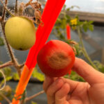 Síntomas xanthomonas en frutos de tomate