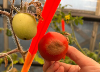 Síntomas xanthomonas en frutos de tomate