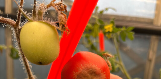 Síntomas xanthomonas en frutos de tomate
