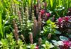 El rol vital de las plantas