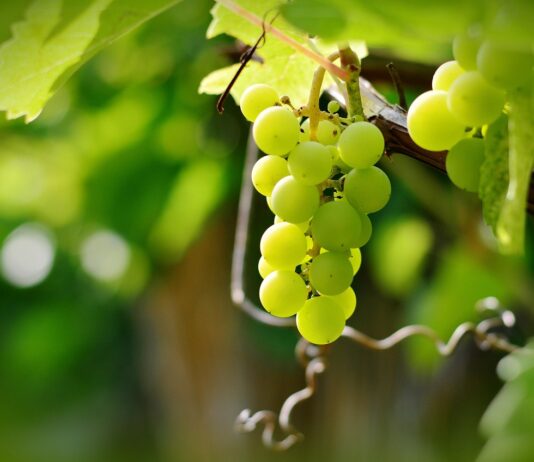 Sarmientos transformados en cartón en Ribera del Duero. Uvas