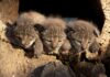 Conservación del lince ibérico