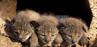 Conservación del lince ibérico