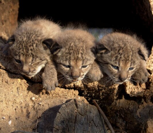 Conservación del lince ibérico