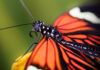 El “alarmante” declive de las mariposas en Estados Unidos