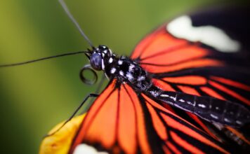 El “alarmante” declive de las mariposas en Estados Unidos