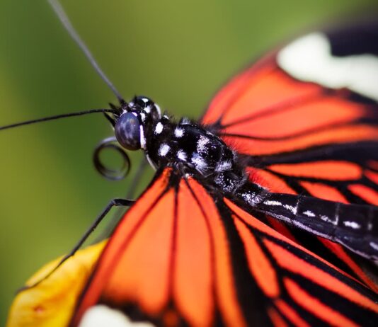 El “alarmante” declive de las mariposas en Estados Unidos