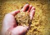 Enzimas naturales para salvar el cultivo de arroz