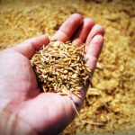 Enzimas naturales para salvar el cultivo de arroz