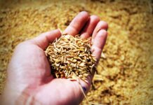 Enzimas naturales para salvar el cultivo de arroz