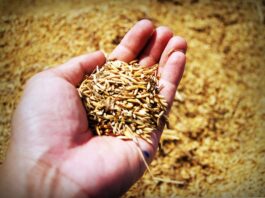 Enzimas naturales para salvar el cultivo de arroz