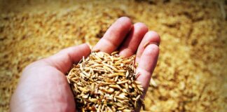 Enzimas naturales para salvar el cultivo de arroz