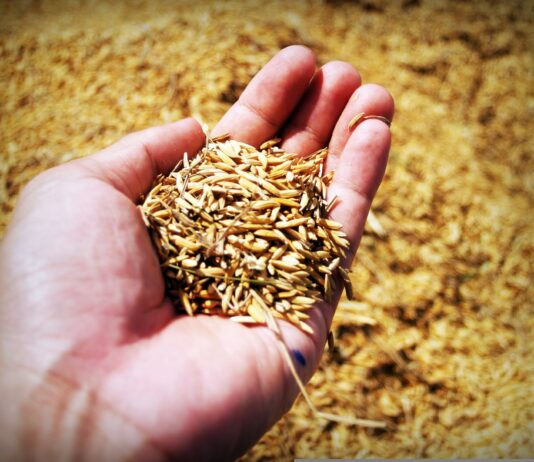 Enzimas naturales para salvar el cultivo de arroz