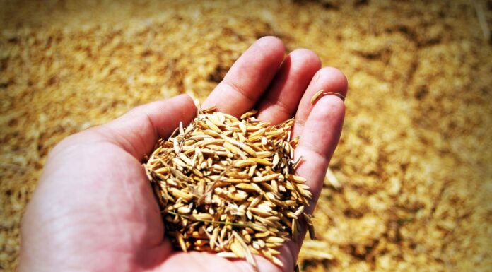 Enzimas naturales para salvar el cultivo de arroz
