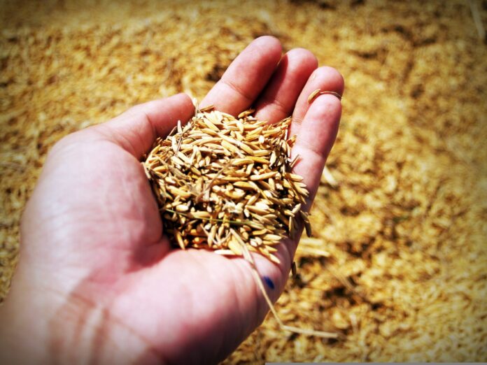 Enzimas naturales para salvar el cultivo de arroz Enzimas naturales para salvar el cultivo de arroz