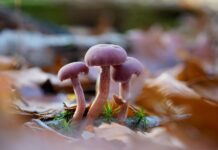 Biodiversidad y resiliencia ecológica