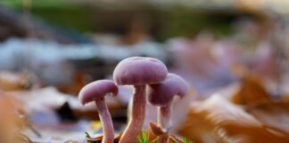 Biodiversidad y resiliencia ecológica