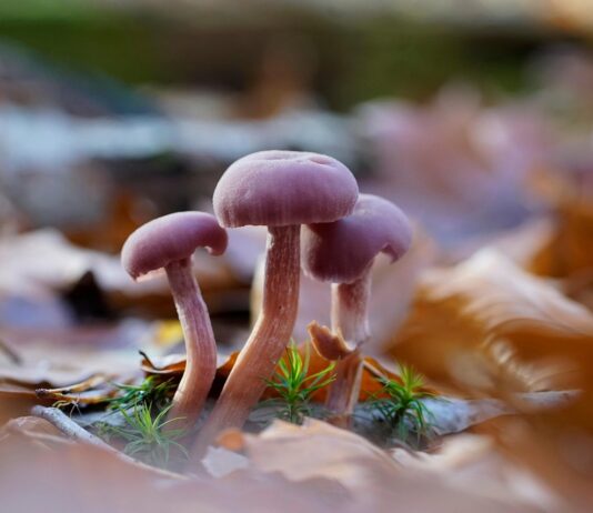 Biodiversidad y resiliencia ecológica