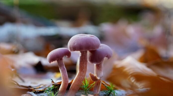 Biodiversidad y resiliencia ecológica