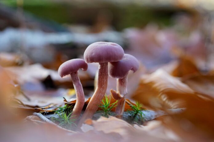 Biodiversidad y resiliencia ecológica