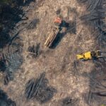 Deforestación: una amenaza global para la biodiversidad y el clima